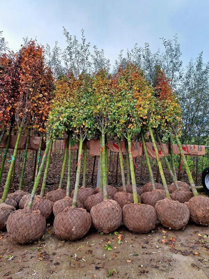 Pyrus Chanticleer (Chinese Sierpeer) 🌳❗️kwaliteit❗️🌳, Tuin en Terras, Planten | Bomen, Ophalen