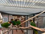 Bewezen koppel Pyrrhura Cruentata + 2 x jongbroed 2025, Dieren en Toebehoren, Vogels | Parkieten en Papegaaien, Meerdere dieren