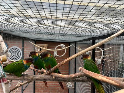 Bewezen koppel Pyrrhura Cruentata + 2 x jongbroed 2025, Dieren en Toebehoren, Vogels | Parkieten en Papegaaien, Parkiet, Meerdere dieren