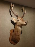 Edelhert taxidermie schoudermontage hert opgezet, Ophalen of Verzenden, Zo goed als nieuw, Hert, Opgezet dier