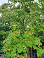 Perzische Slaapboom, Tuin en Terras, Overige soorten, Zomer, Ophalen, Volle zon