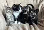 Kittens, Dieren en Toebehoren, Katten en Kittens | Overige Katten, Poes, 0 tot 2 jaar