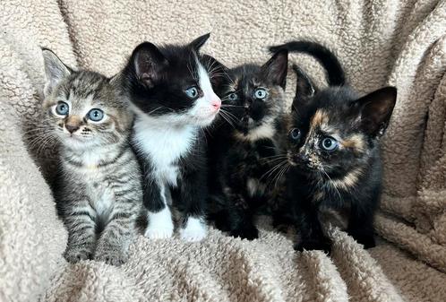 Kittens, Dieren en Toebehoren, Katten en Kittens | Overige Katten, Poes, 0 tot 2 jaar
