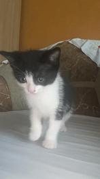 Kitren, Dieren en Toebehoren, Katten en Kittens | Dekkaters, 0 tot 2 jaar