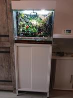 Paludarum terrarium met kikkers en toebehoren, Dieren en Toebehoren, Ophalen, Gebruikt, Terrarium of Paludarium