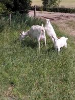 FLESSELAMMEREN, Dieren en Toebehoren, Schapen, Geiten en Varkens, Geit, 0 tot 2 jaar