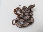 BCI various snakes, Dieren en Toebehoren, Reptielen en Amfibieën, Slang, 0 tot 2 jaar