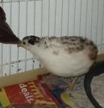 Koppel chinese dwergkwartels, Dieren en Toebehoren, Vogels | Overige Vogels, Meerdere dieren