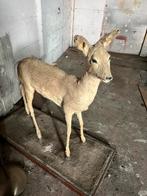 Opgezette ree (oud), Verzamelen, Dierenverzamelingen, Ophalen, Gebruikt, Hert, Opgezet dier