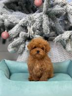 Exclusieve Maltipoo F2 pups (Asian toy Poedel / Maltipoo F1), Particulier, Rabiës (hondsdolheid), Overige rassen, 8 tot 15 weken