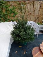 Kerstboom met kluit in pot 150 hoog, Tuin en Terras, 100 tot 250 cm, Volle zon, In pot, Overige soorten