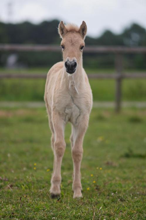 Fjord merrie veulen, Dieren en Toebehoren, Paarden