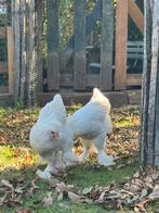 Brahma (groot), Dieren en Toebehoren, Pluimvee, Kip