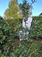 eikenboom (jong), Bloeit niet, Overige soorten, 100 tot 250 cm, Ophalen