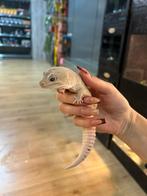Luipaardgekko’s, Dieren en Toebehoren, Reptielen en Amfibieën, Hagedis, Tam, 0 tot 2 jaar