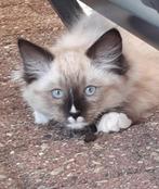 Ragdoll kittens ❤💙 mitted, Meerdere dieren