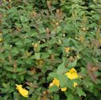 hertshooi Hypericum 'Peter Dummer' Sint Janskruid, Tuin en Terras, Planten | Tuinplanten, Halfschaduw, Zomer, Vaste plant, Overige soorten