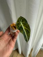 Alocasia Black Velvet Gold, Huis en Inrichting, Ophalen of Verzenden, Halfschaduw, Minder dan 100 cm