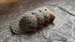 Gucci Petten, Verzenden, Nieuw, One size fits all, Pet