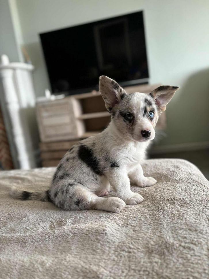 Super mooie welsh corgi cardigans te koop, Dieren en Toebehoren, Honden | Herdershonden en Veedrijvers, Meerdere dieren, Herder