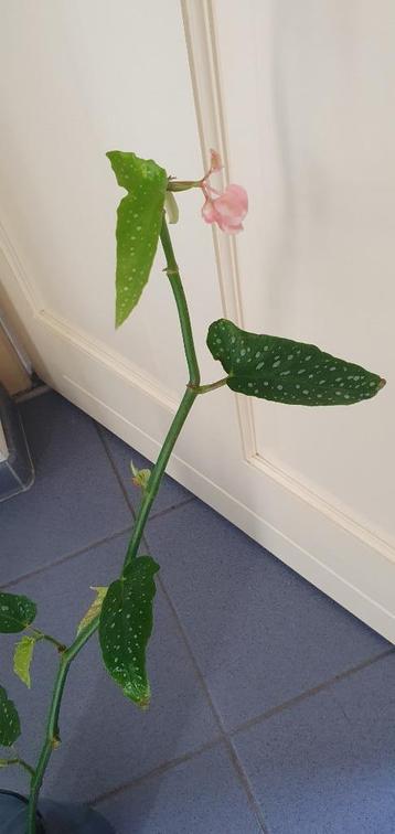 zo grappig, zo speciaal, struikbegonia die 'hoge ogen gooit' beschikbaar voor biedingen
