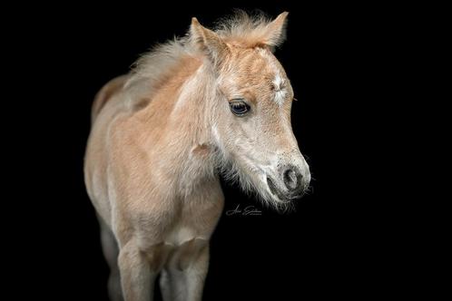 Palomino merrie veulen, Dieren en Toebehoren, Pony's, Merrie, Recreatiepony, 0 tot 2 jaar, Ontwormd