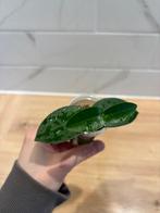 Hoya Densifolia, Bloeiende kamerplant, Ophalen of Verzenden, Halfschaduw, Minder dan 100 cm