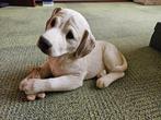 decoratieve stenen hond Labrador 50cm, Ophalen, Zo goed als nieuw