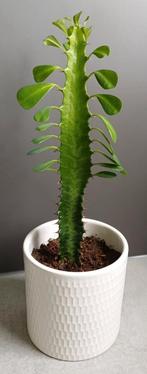 Mooie Euphorbia (cactus) in leuke witte sierpot., Huis en Inrichting, Ophalen, Minder dan 100 cm, Groene kamerplant, In pot