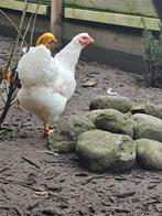 Wyandotte groot, Dieren en Toebehoren, Pluimvee, Vrouwelijk, Kip