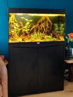 125 liter aquarium (80 cm) ingericht en wel, Ophalen, Zo goed als nieuw, Gevuld zoetwateraquarium