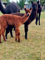 Alpaca hengst veulens, Dieren en Toebehoren, Overige Dieren, Juni, Mannelijk