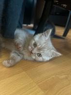 Britse korthaar tabby kitten te koop!, Kater, 0 tot 2 jaar