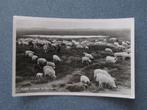 Dwingeloo, Kudde schapen bij Dwingeloo, Verzenden, 1940 tot 1960, Gelopen, Drenthe