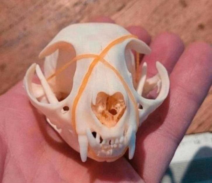 Mooie schedels van een kat / poes Taxidermie cat Skull, Verzamelen, Dierenverzamelingen, Nieuw, Schedel, Hond of Kat, Ophalen of Verzenden