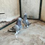 Takla, Dieren en Toebehoren, Vogels | Duiven