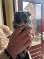 Jonge cavia, Dieren en Toebehoren, Knaagdieren, Cavia, Mannelijk, Tam, Oktober