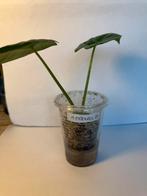 Alocasia nebula (1), Ophalen of Verzenden, Overige soorten, Minder dan 100 cm