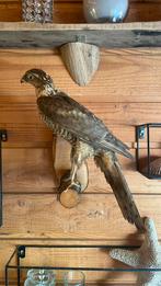 Opgezette vogel taxidermie mancave, Ophalen of Verzenden, Zo goed als nieuw, Vogel, Opgezet dier