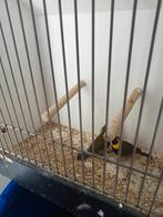 Koppel cubavinken, Dieren en Toebehoren, Meerdere dieren