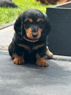pups met fci stamboom 11 weken oud mogen het nest verlaten, Dieren en Toebehoren, Honden | Teckels en Dashonden, Standaard, 8 tot 15 weken