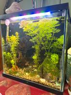 Aquarium inclusief 4 vis soorten, Ophalen, Gebruikt, Gevuld zoetwateraquarium