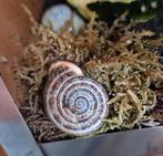 Otala lactea slakken (baby's), Dieren en Toebehoren, Reptielen en Amfibieën, Overige soorten, 0 tot 2 jaar