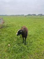 Dekram, Dieren en Toebehoren, Mannelijk, Schaap
