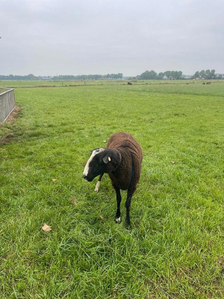 Dekram, Dieren en Toebehoren, Schapen, Geiten en Varkens, Schaap, Mannelijk
