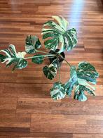 Mooie Monstera Thai Constellation variegata 1, Huis en Inrichting, Kamerplanten, Ophalen, Halfschaduw, Minder dan 100 cm