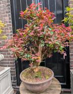 Loropetalum bonsai 85cm, Ophalen, Bloeit niet, Halfschaduw, Overige soorten