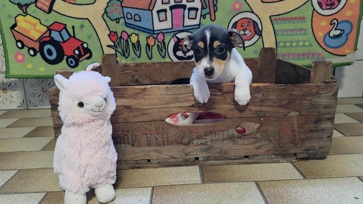 Prachtige boerenfox pups driekleur en unieke abrico kleur, Dieren en Toebehoren, Honden | Jack Russells en Terriërs, Meerdere dieren