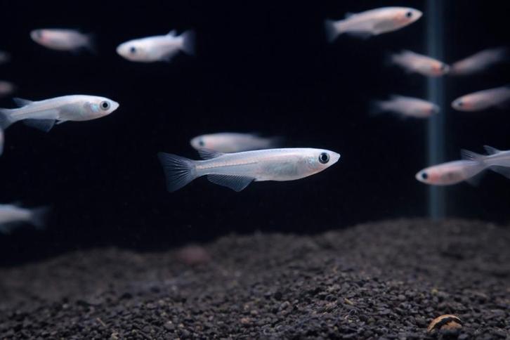 Medaka, Dieren en Toebehoren, Vissen | Aquariumvissen, Vis