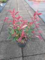 Photinia red robin (glasmispel), Vaste plant, Bloeit niet, Halfschaduw, Ophalen